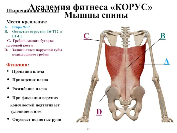 Мышцы спины Широчайшая мышца Места крепления: Рёбра 9-12 Остистые отростки T6-T12 и