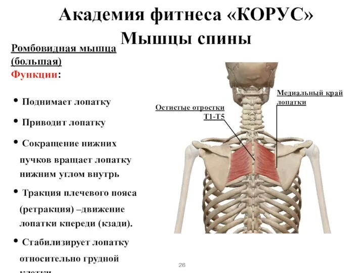 Мышцы спины Ромбовидная мышца (большая) Функции: Поднимает лопатку Приводит лопатку Сокращение нижних