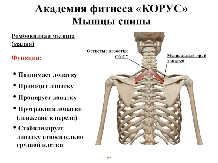 Мышцы спины Ромбовидная мышца (малая) Функции: Поднимает лопатку Приводит лопатку Пронирует лопатку