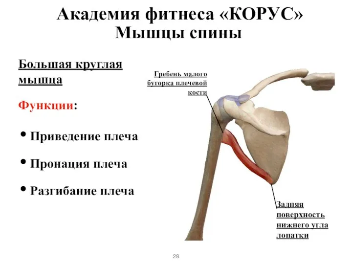 Мышцы спины Большая круглая мышца Функции: Приведение плеча Пронация плеча Разгибание плеча