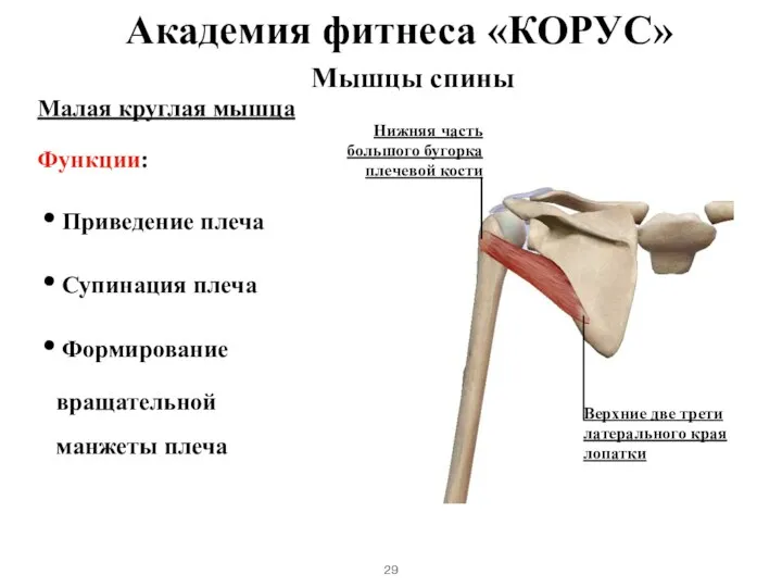 Мышцы спины Малая круглая мышца Функции: Приведение плеча Супинация плеча Формирование вращательной