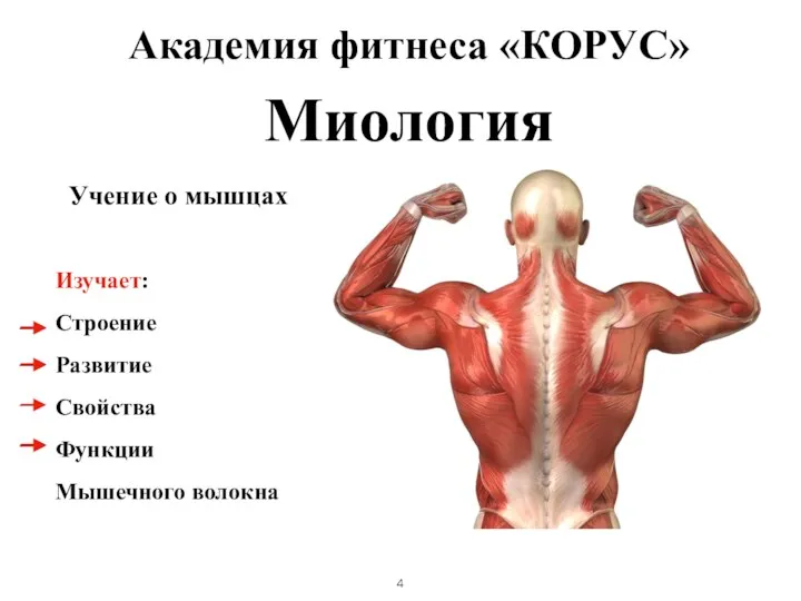Миология Учение о мышцах Изучает: Строение Развитие Свойства Функции Мышечного волокна Академия фитнеса «КОРУС»