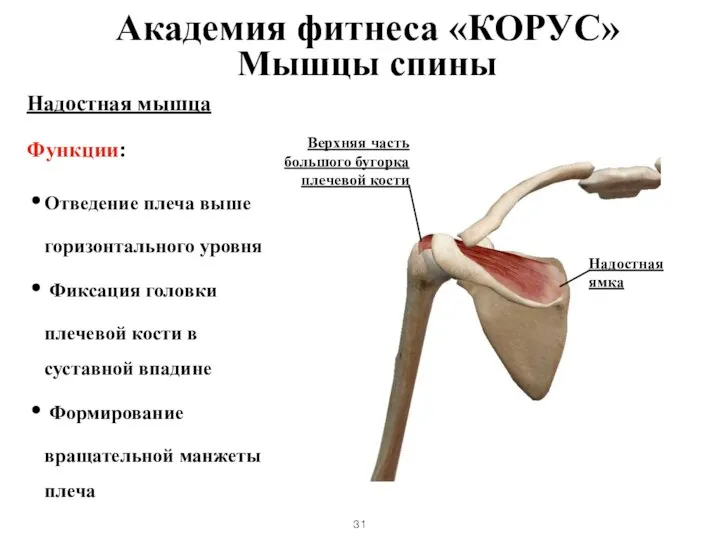 Мышцы спины Надостная мышца Функции: Отведение плеча выше горизонтального уровня Фиксация головки