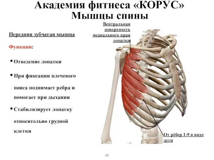 Мышцы спины Передняя зубчатая мышца Функции: Отведение лопатки При фиксации плечевого пояса