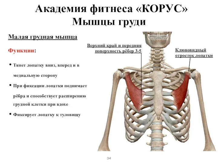 Малая грудная мышца Функции: Тянет лопатку вниз, вперед и в медиальную сторону