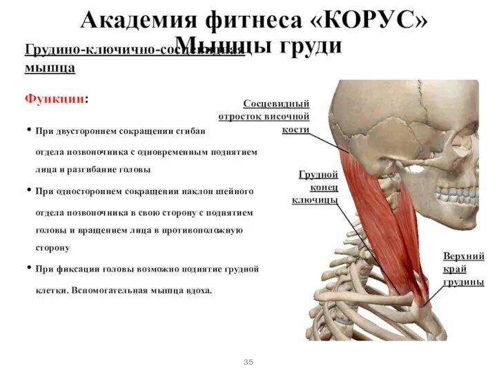 Грудино-ключично-сосцевидная мышца Функции: При двустороннем сокращении сгибание шейного отдела позвоночника с одновременным