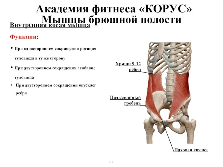 Внутренняя косая мышца Функции: При одностороннем сокращении ротация туловища в ту же