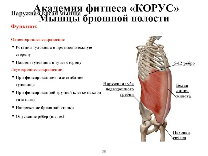 Наружная косая мышца Функции: Одностороннее сокращение Ротация туловища в противоположную сторону Наклон