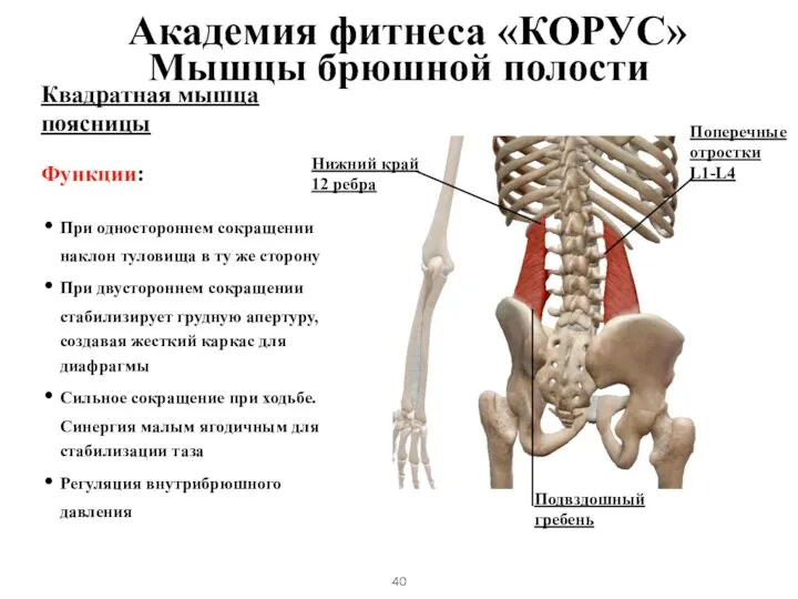 Квадратная мышца поясницы Функции: При одностороннем сокращении наклон туловища в ту же