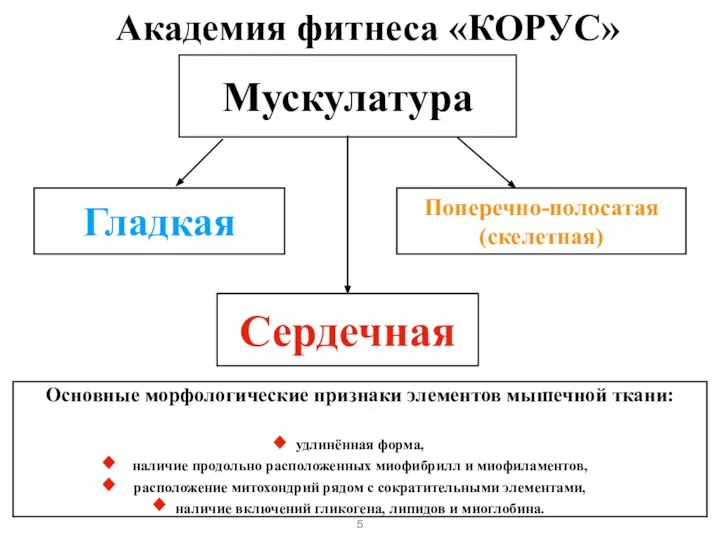 Мускулатура Гладкая Поперечно-полосатая (скелетная) Сердечная Основные морфологические признаки элементов мышечной ткани: удлинённая