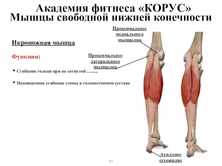 Икроножная мышца Функции: Сгибание голени при не согнутой стопе Подошвенное сгибание стопы