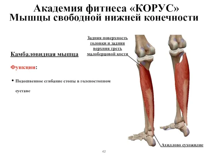 Камбаловидная мышца Функции: Подошвенное сгибание стопы в голеностопном суставе Мышцы свободной нижней