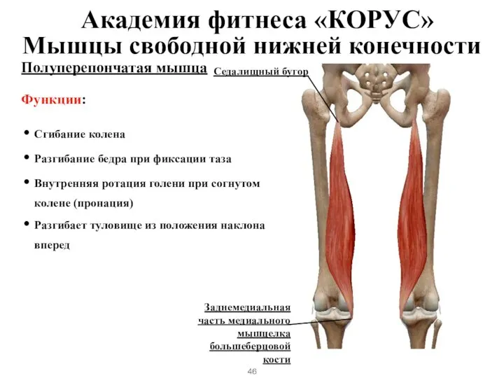 Полуперепончатая мышца Функции: Сгибание колена Разгибание бедра при фиксации таза Внутренняя ротация