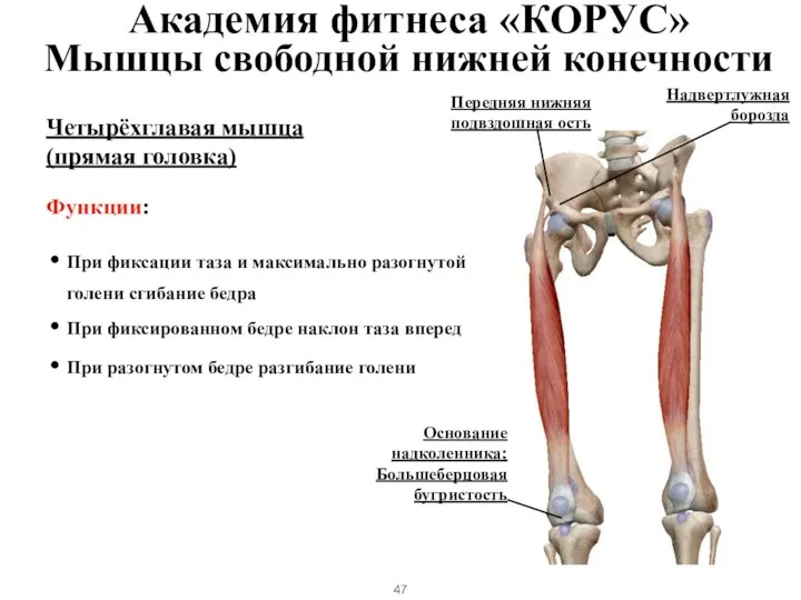 Четырёхглавая мышца (прямая головка) Функции: При фиксации таза и максимально разогнутой голени
