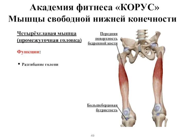 Четырёхглавая мышца (промежуточная головка) Функции: Разгибание голени Мышцы свободной нижней конечности Передняя