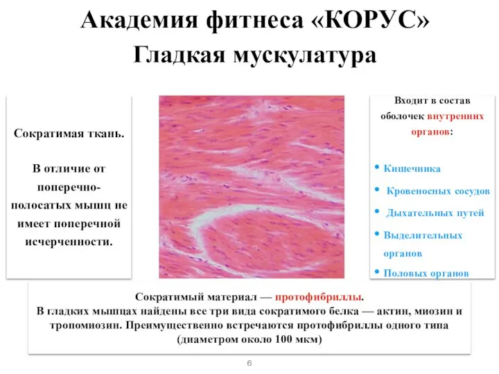 Гладкая мускулатура Сократимая ткань. В отличие от поперечно-полосатых мышц не имеет поперечной