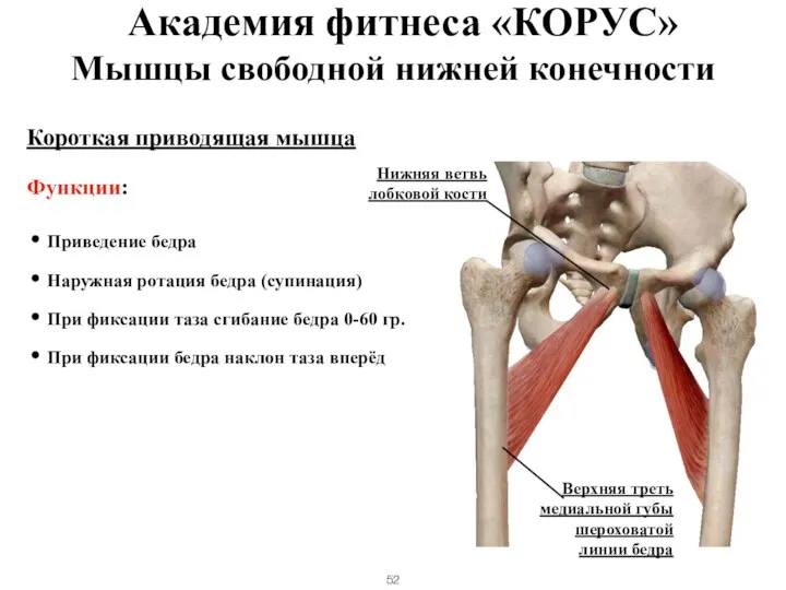 Короткая приводящая мышца Функции: Приведение бедра Наружная ротация бедра (супинация) При фиксации