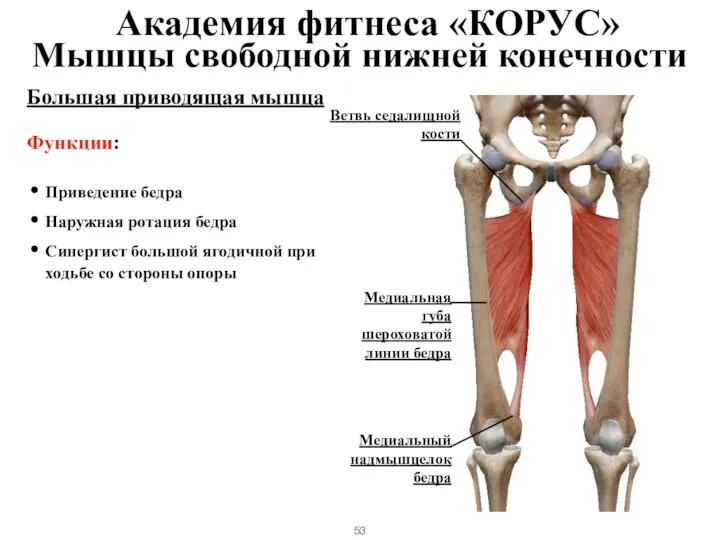 Большая приводящая мышца Функции: Приведение бедра Наружная ротация бедра Синергист большой ягодичной