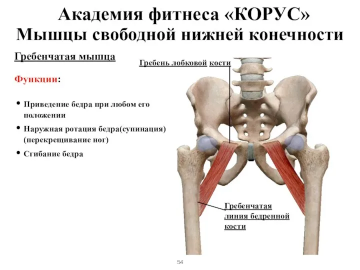 Мышцы свободной нижней конечности Гребенчатая мышца Функции: Приведение бедра при любом его