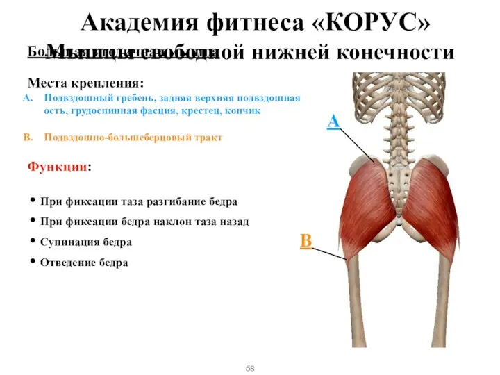Большая ягодичная мышца Места крепления: Подвздошный гребень, задняя верхняя подвздошная ость, грудоспинная