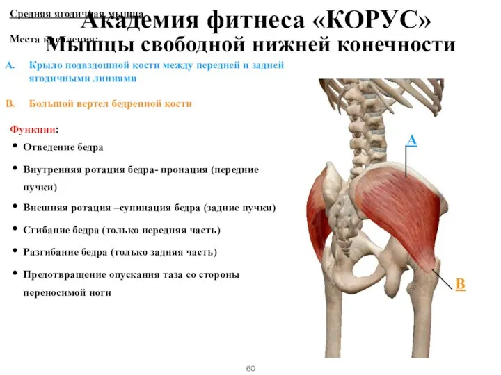 Средняя ягодичная мышца Места крепления: Крыло подвздошной кости между передней и задней