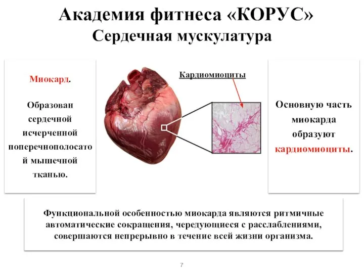 Сердечная мускулатура Миокард. Образован сердечной исчерченной поперечнополосатой мышечной тканью. Основную часть миокарда