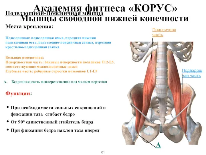 Подвздошной-Поясничная мышца Места крепления: Подвздошная: подвздошная ямка, передняя нижняя подвздошная ость, подвздошно-поясничная