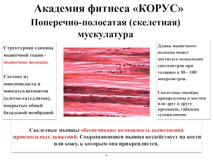 Поперечно-полосатая (скелетная) мускулатура Структурная единица мышечной ткани - мышечное волокно. Состоит из