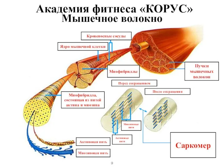 Мышечное волокно Миофибриллы Пучки мышечных волокон Ядро мышечной клетки Кровеносные сосуды Миофибрилла,