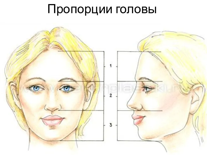 Пропорции головы