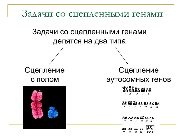 Задачи со сцепленными генами Задачи со сцепленными генами делятся на два типа