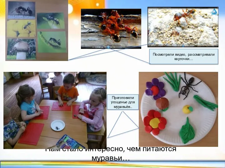 Нам стало интересно, чем питаются муравьи… Посмотрели видео, рассматривали карточки… Приготовили угощенье для муравьёв..