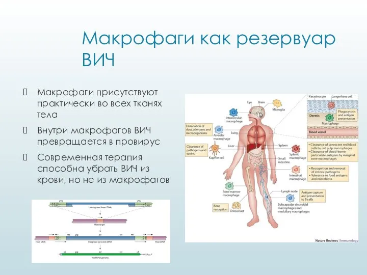 Макрофаги как резервуар ВИЧ Макрофаги присутствуют практически во всех тканях тела Внутри