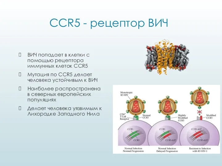 CCR5 - рецептор ВИЧ ВИЧ попадает в клетки с помощью рецептора иммунных