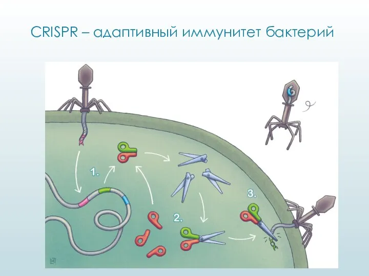 CRISPR – адаптивный иммунитет бактерий