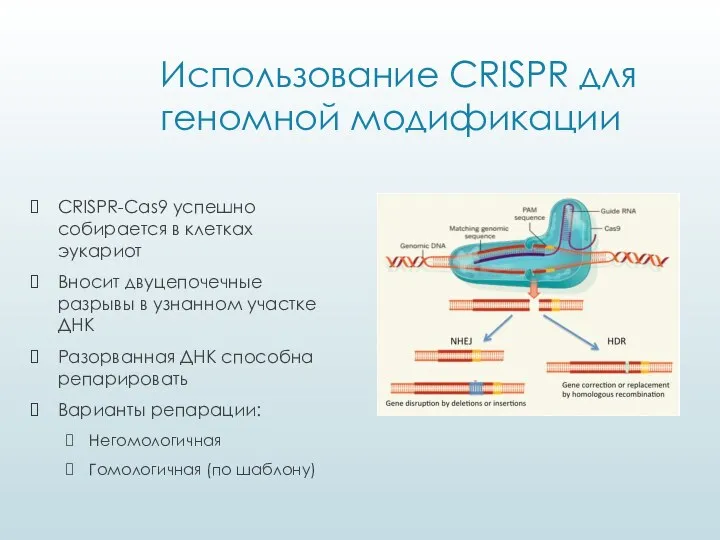 Использование CRISPR для геномной модификации CRISPR-Cas9 успешно собирается в клетках эукариот Вносит