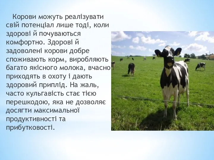 Корови можуть реалізувати свій потенціал лише тоді, коли здорові й почуваються комфортно.