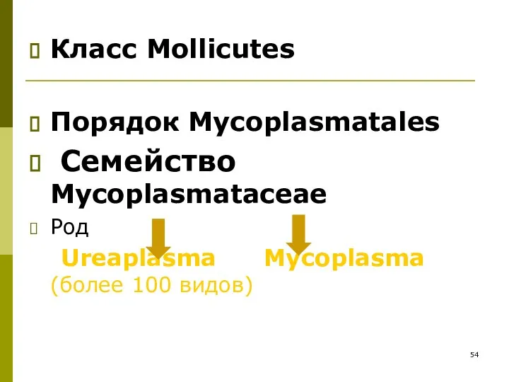 Класс Mollicutes Порядок Mycoplasmatales Семейство Mycoplasmataceae Род Ureaplasma Mycoplasma (более 100 видов)