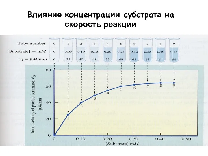 Влияние концентрации субстрата на скорость реакции