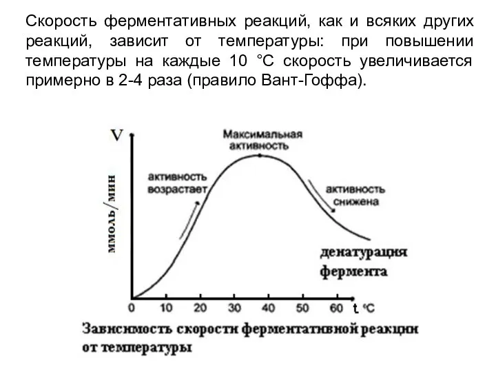 Скорость ферментативных реакций, как и всяких других реакций, зависит от температуры: при