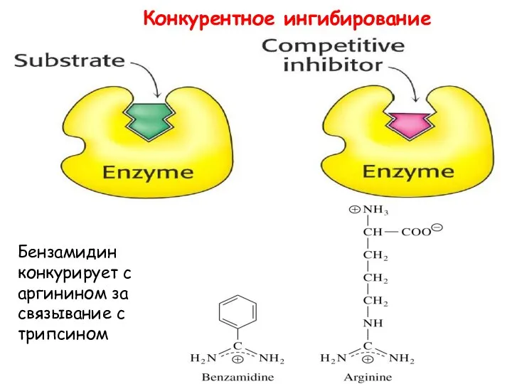 Конкурентное ингибирование Бензамидин конкурирует с аргинином за связывание с трипсином