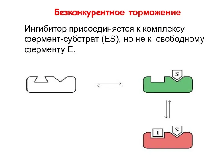 Безконкурентное торможение Ингибитор присоединяется к комплексу фермент-субстрат (ЕS), но не к свободному ферменту Е.