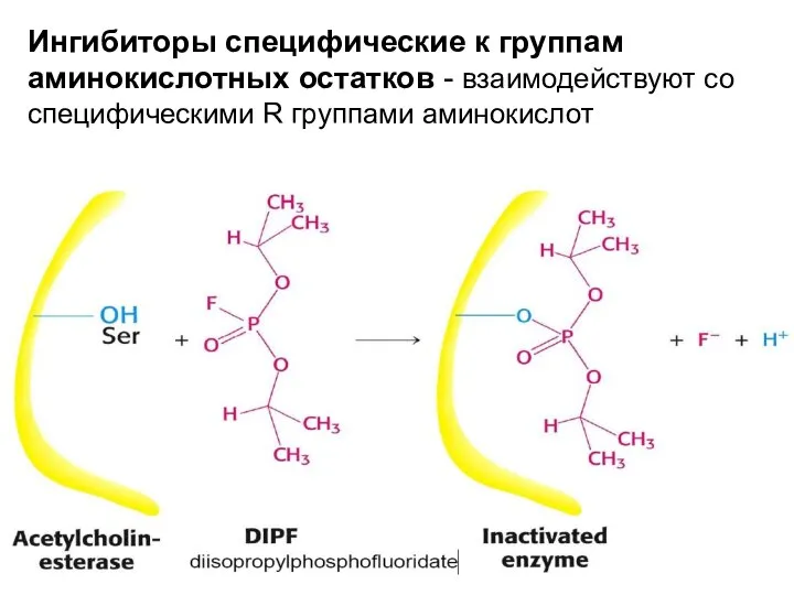 Ингибиторы специфические к группам аминокислотных остатков - взаимодействуют со специфическими R группами аминокислот