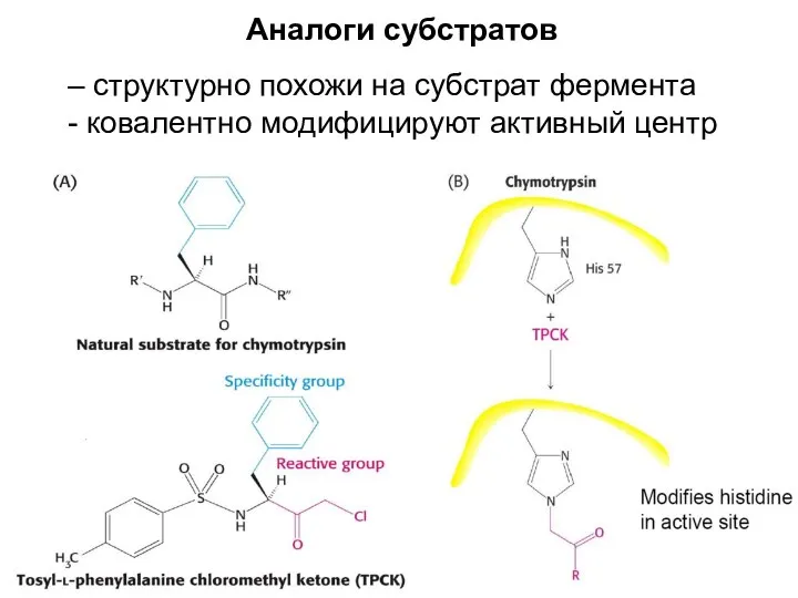 Аналоги субстратов – структурно похожи на субстрат фермента - ковалентно модифицируют активный центр