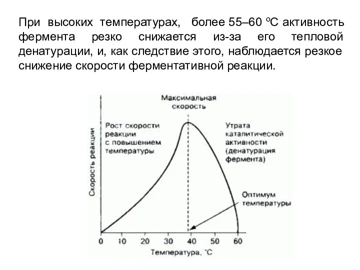 При высоких температурах, более 55–60 оС активность фермента резко снижается из-за его