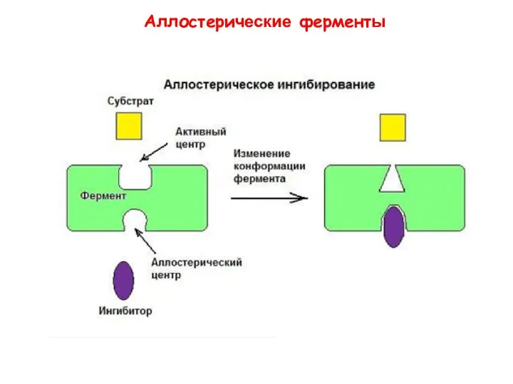 Аллостерические ферменты