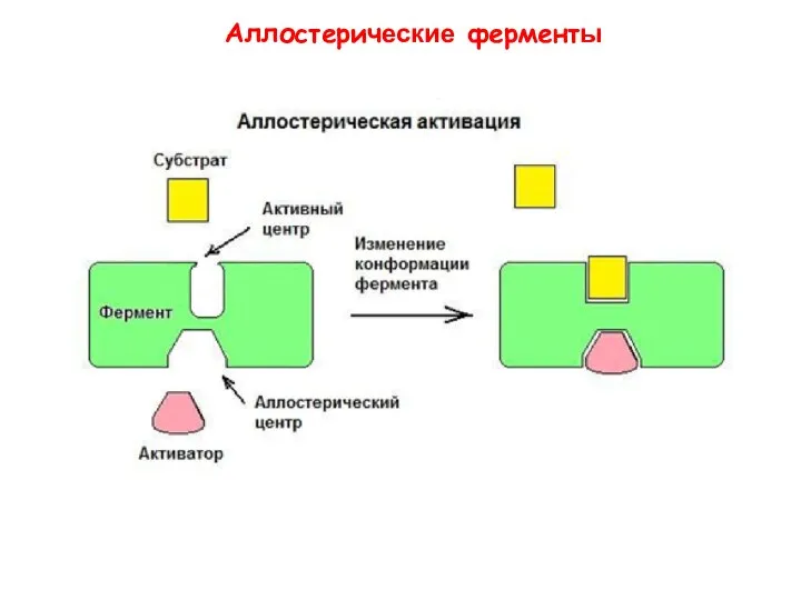 Аллостерические ферменты