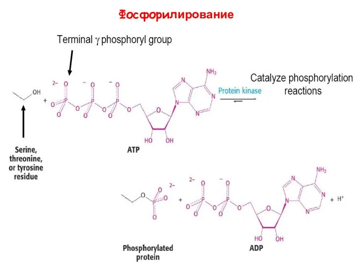 Фосфорилирование