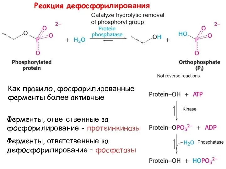 Реакция дефосфорилирования Как правило, фосфорилированные ферменты более активные Ферменты, ответственные за фосфорилирование