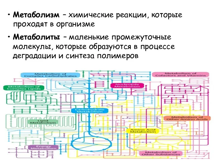 Метаболизм – химические реакции, которые проходят в организме Метаболиты – маленькие промежуточные